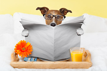 Image showing dog reading newspaper 