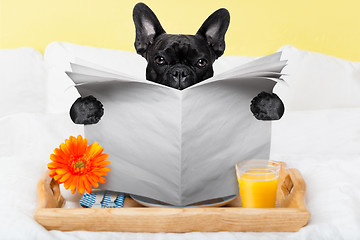 Image showing dog reading newspaper 