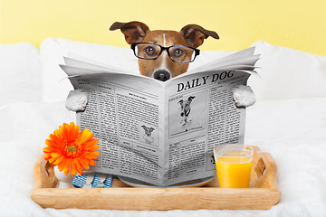 Image showing dog reading newspaper 