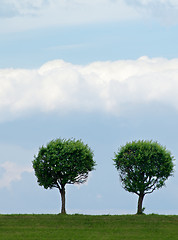 Image showing Circle Shaped Trees