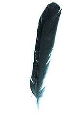 Image showing Feather