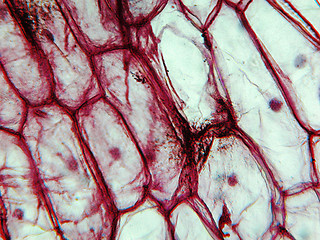 Image showing Onion epidermus micrograph