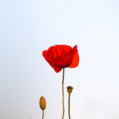 Image showing Single poppy at bright background