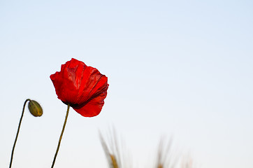 Image showing Poppy flower at natural bright blue sky