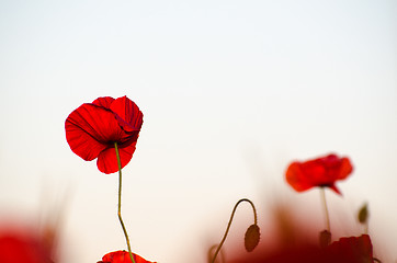 Image showing Closeup of a red poppy flower