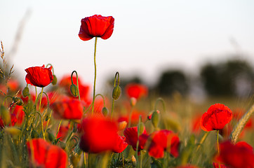 Image showing Poppy field closeup with focus on one flower