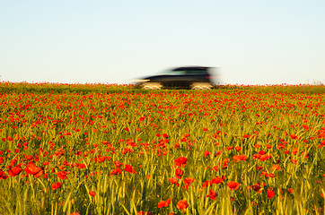 Image showing Car driving in a field with poppies 