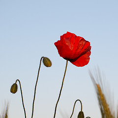 Image showing Poppy flower portrait