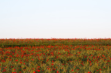 Image showing Corn field with blossom poppies