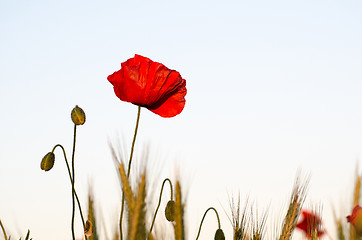 Image showing Flower beauty in the corn field