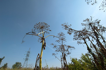 Image showing Field summer plants