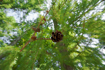 Image showing Branch with cone. Larix leptolepis