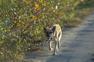 Image showing Running dog