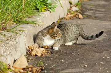 Image showing Cat lying