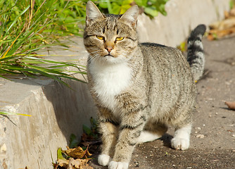 Image showing Cat stands on road