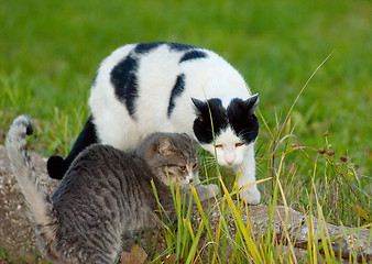 Image showing Cats friendship