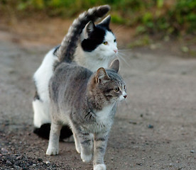 Image showing Two cats