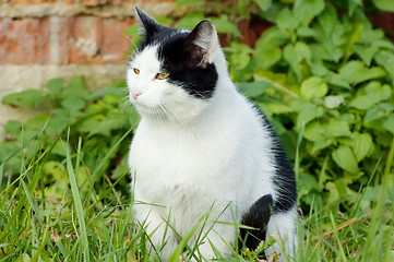 Image showing Backyard cat