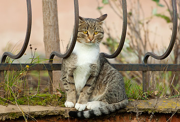 Image showing Cat on a fence