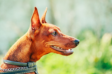 Image showing Close Up Brown Dog Miniature Pinscher Head
