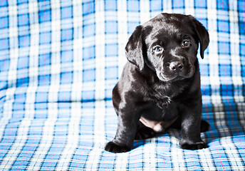 Image showing Beautiful Black Labrador Puppy Dog
