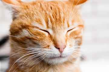 Image showing Red Cat Sleeping