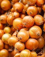 Image showing Harvest of the vegetables