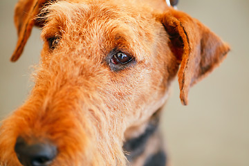 Image showing Brown Airedale Terrier dog 