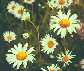 Image showing White Chamomile