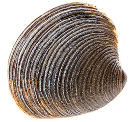 Image showing Sea Cockleshell Isolated On White Background