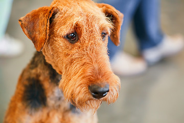 Image showing Brown Airedale Terrier dog 