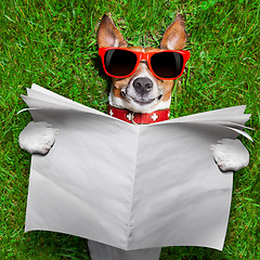 Image showing dog reading newspaper 