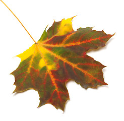 Image showing Multicolor autumn maple leaf 