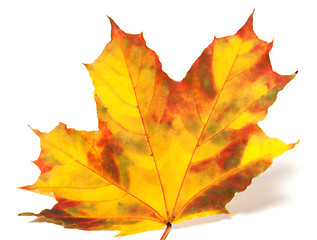 Image showing Yellowed autumn maple-leaf on white background