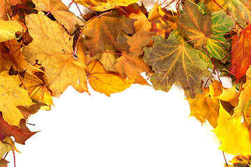 Image showing Autumn dry maple-leafs background