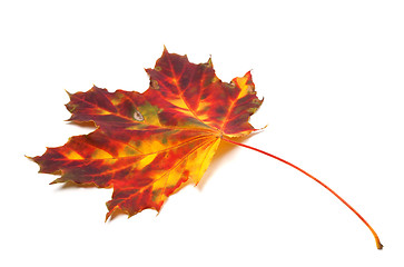 Image showing Autumn yellowed maple leaf