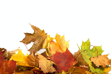 Image showing Autumn maple-leaf background