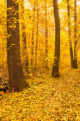 Image showing Colorful Autumn Trees In Forest