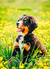 Image showing Bernese Mountain Dog (Berner Sennenhund) Puppy