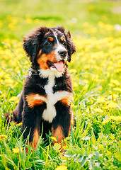 Image showing Bernese Mountain Dog (Berner Sennenhund) Puppy