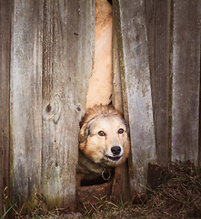 Image showing Angry Dog Look At Outside