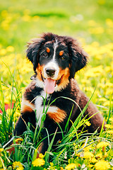 Image showing Bernese Mountain Dog (Berner Sennenhund) Puppy