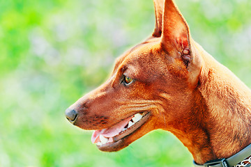 Image showing Close Up Brown Dog Miniature Pinscher Head