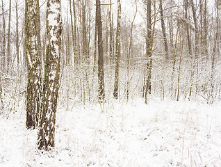 Image showing Birch Forest In Winter