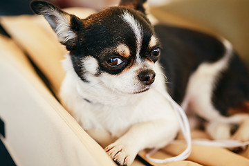 Image showing Chihuahua dog close up portrait