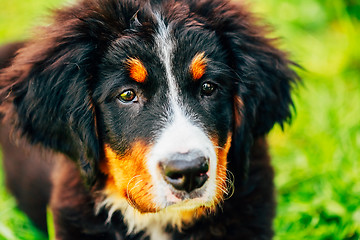 Image showing Bernese Mountain Dog (Berner Sennenhund) Puppy