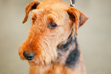 Image showing Brown Airedale Terrier dog 