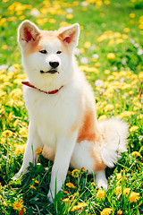 Image showing Akita Dog (Akita Inu, Japanese Akita)