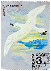 Image showing Stamp printed in USSR shows image of a White winged Petrel from 