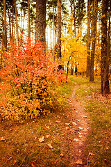 Image showing Colorful Autumn Trees In Forest